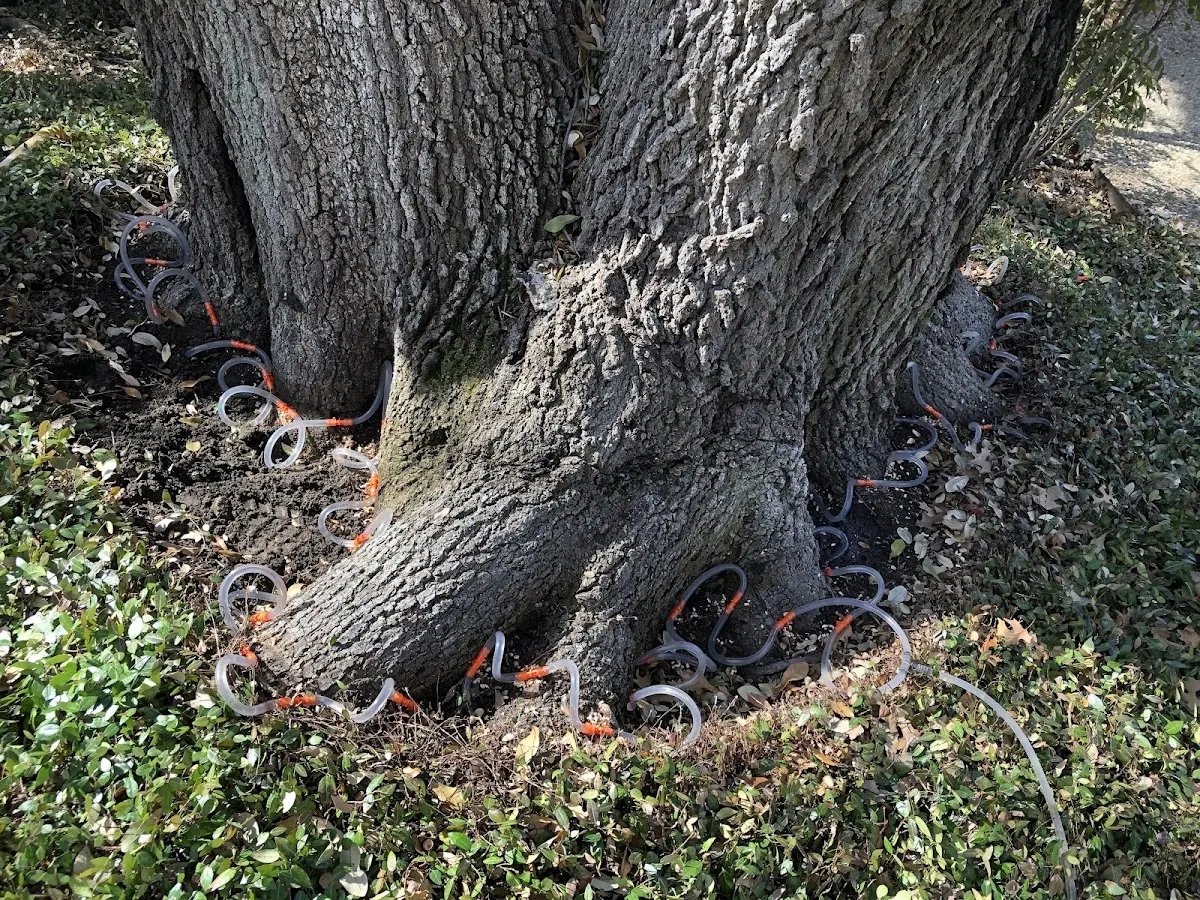 Detailed Tree Cabling and Bracing job site in Hawthorne